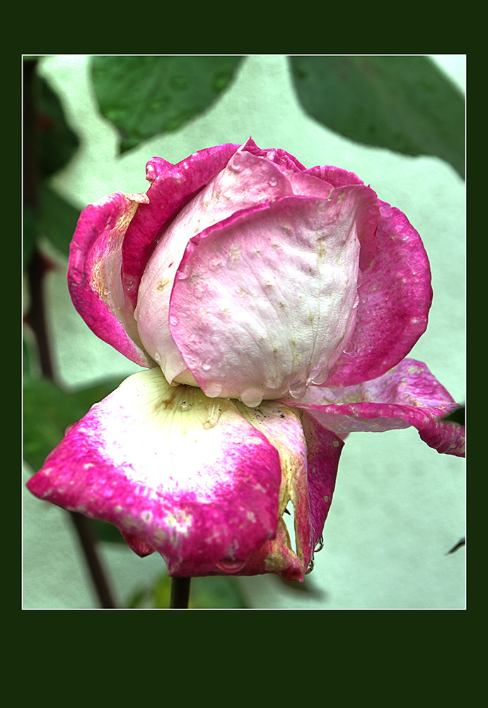 nach dem Regen