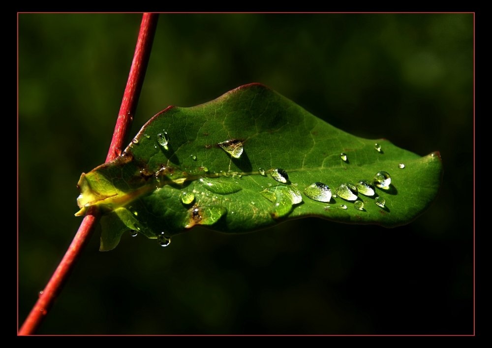 Nach dem Regen