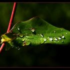 Nach dem Regen