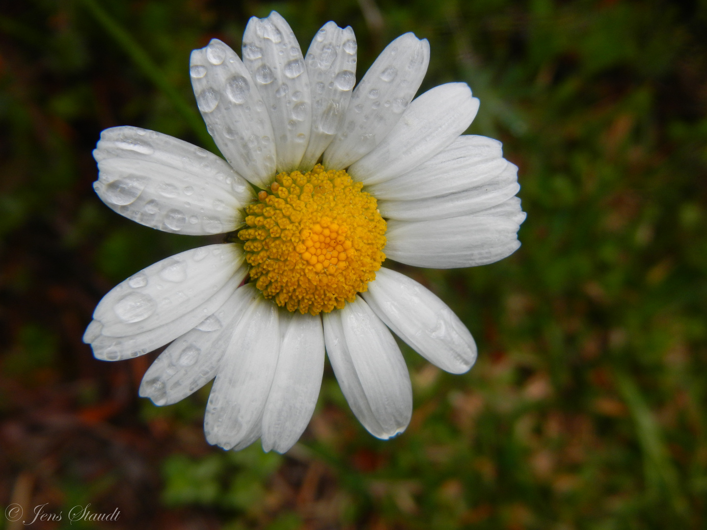 Nach dem Regen...