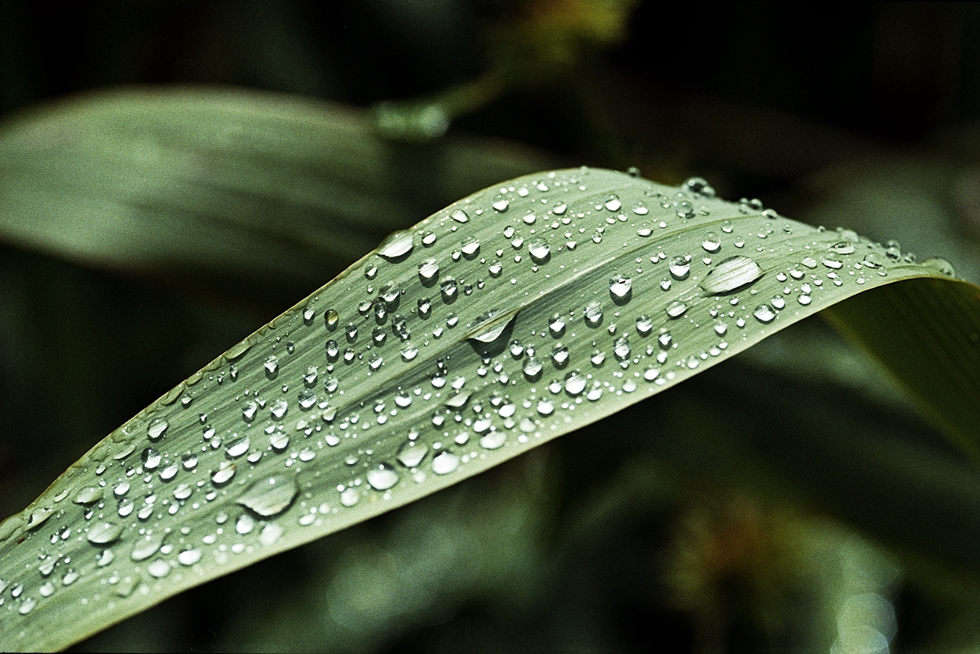 Nach dem Regen