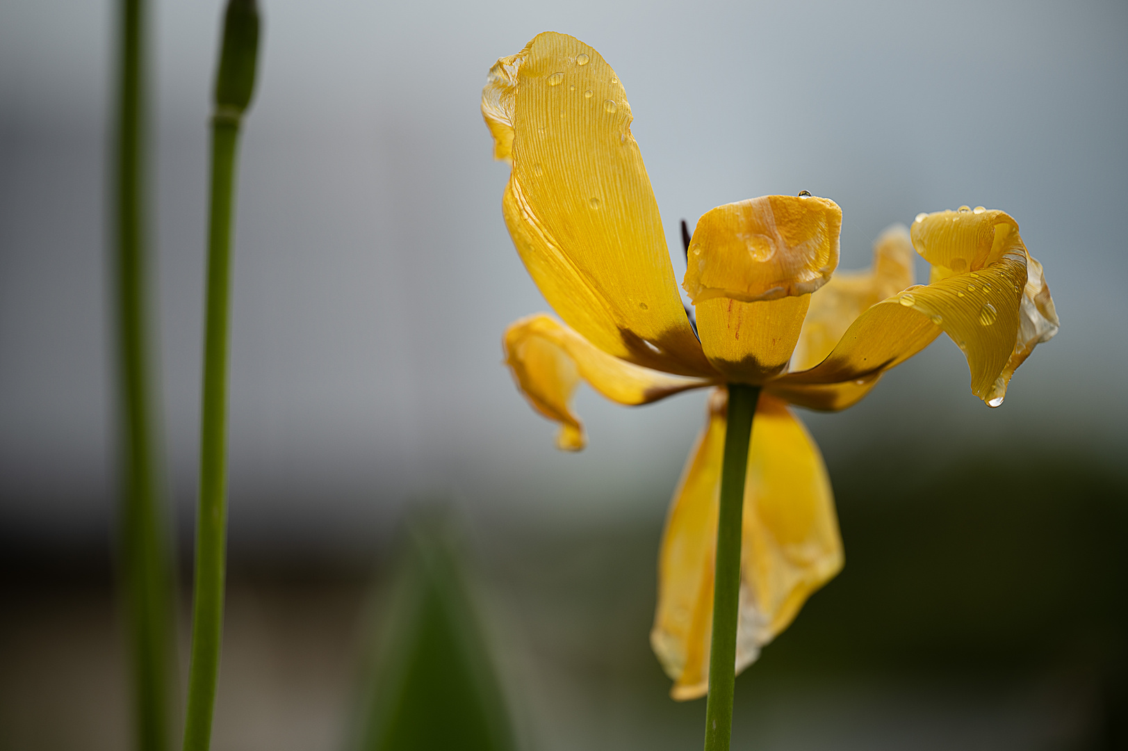 nach dem Regen 