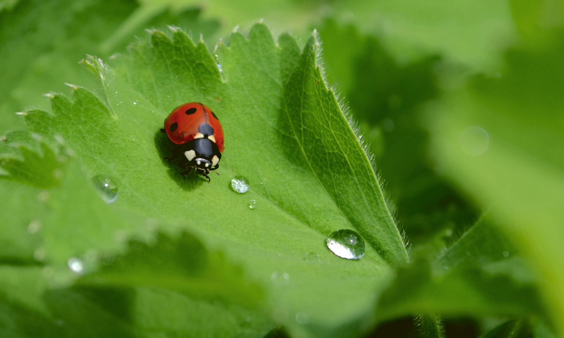 nach dem Regen ....