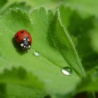 nach dem Regen ....