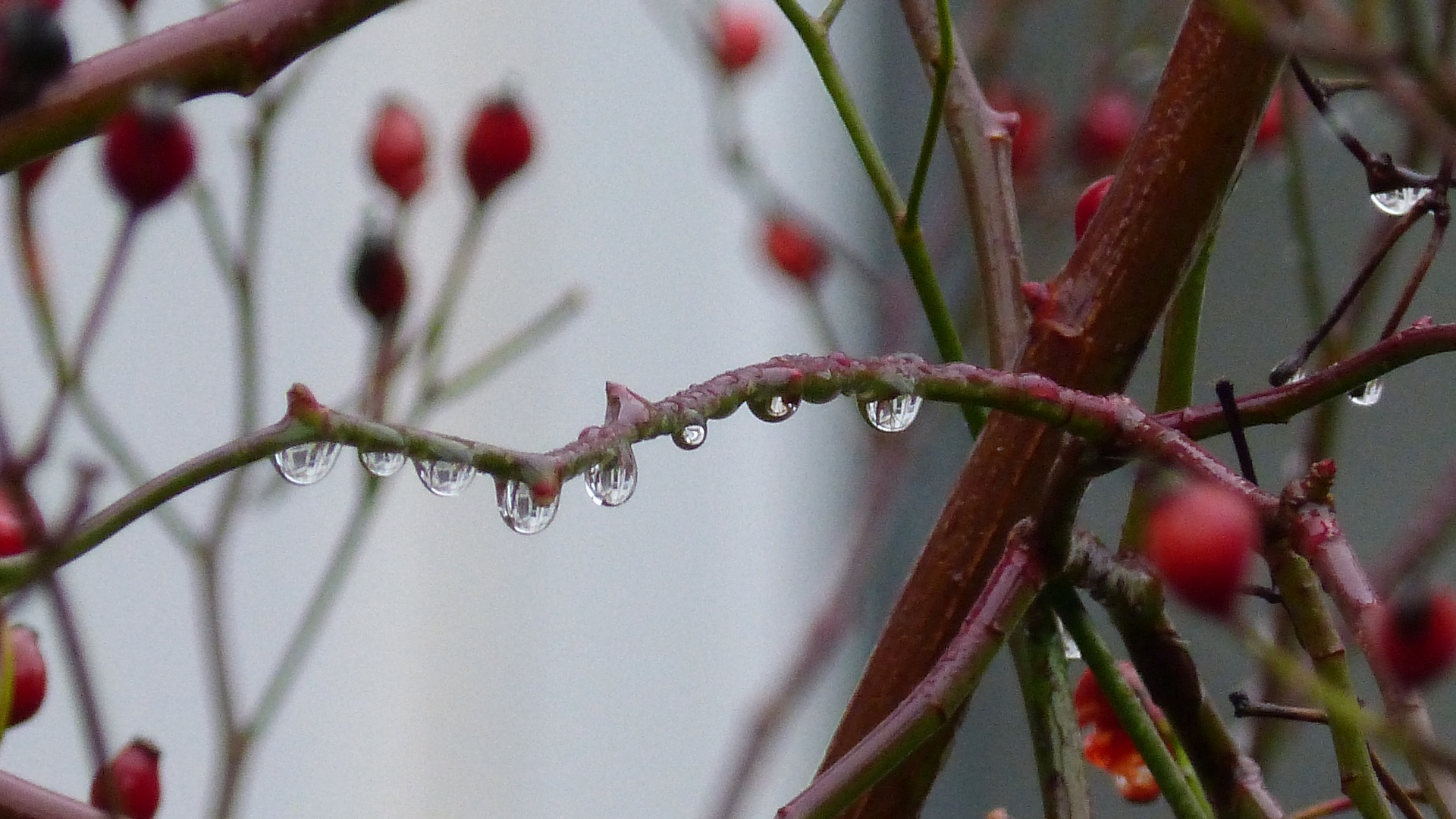 Nach dem Regen