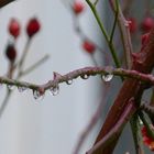 Nach dem Regen