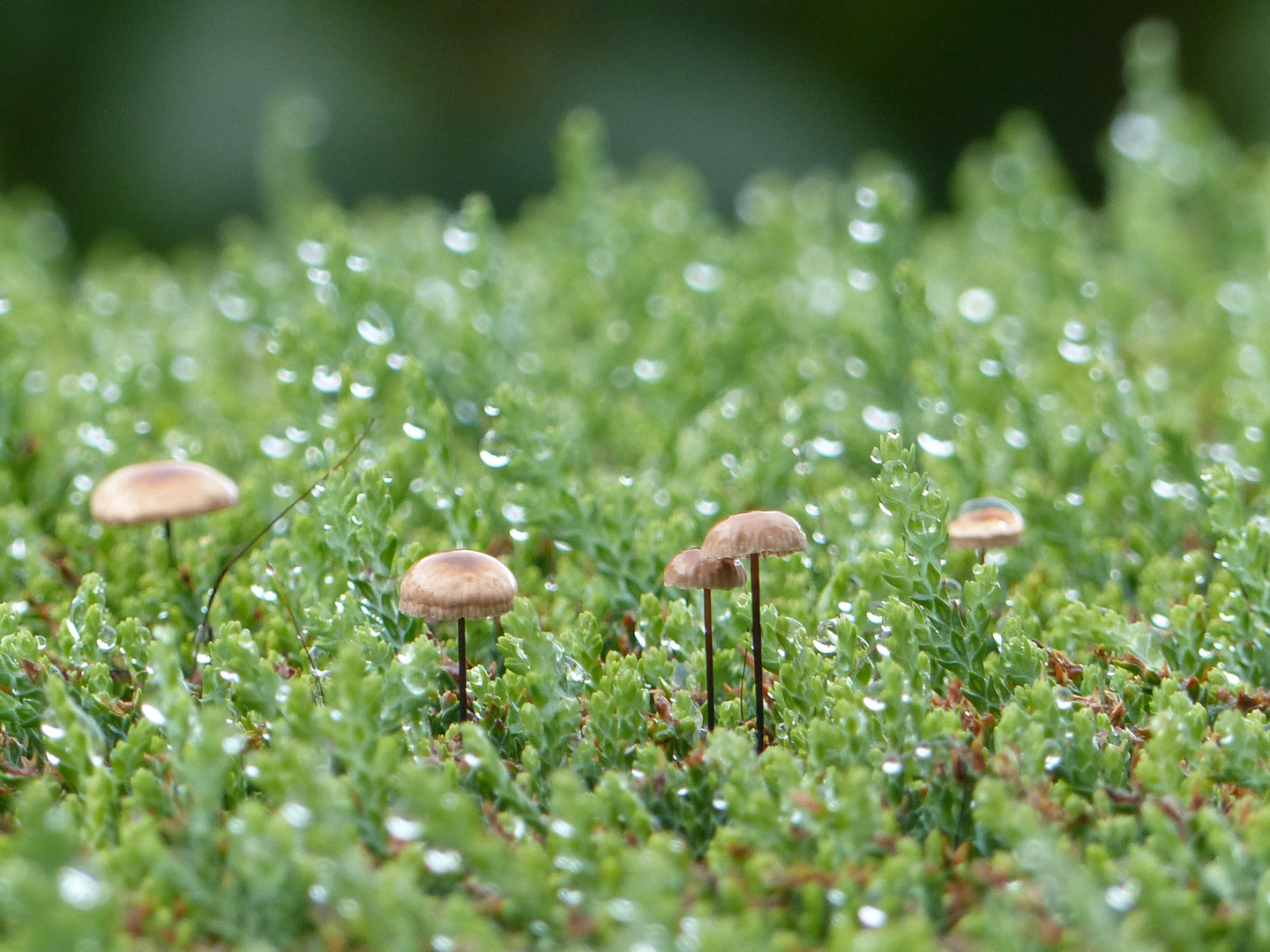 Nach dem Regen