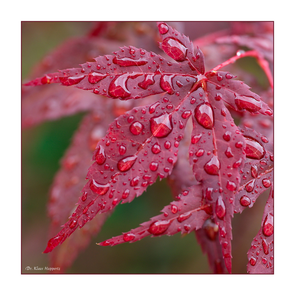 nach dem Regen