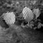 Nach dem Regen