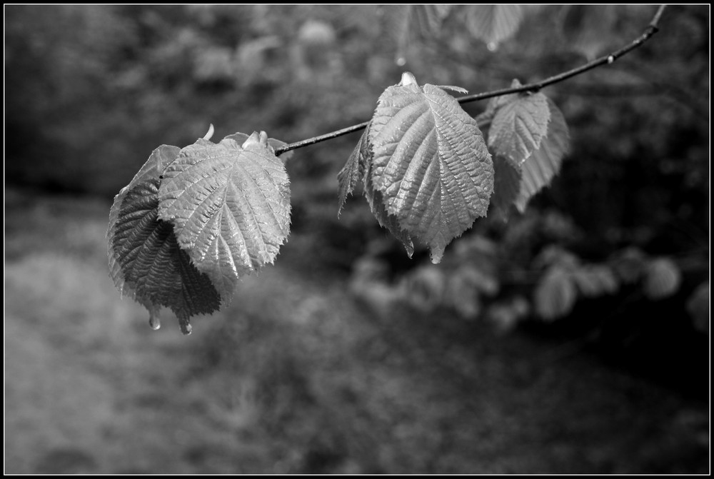 Nach dem Regen