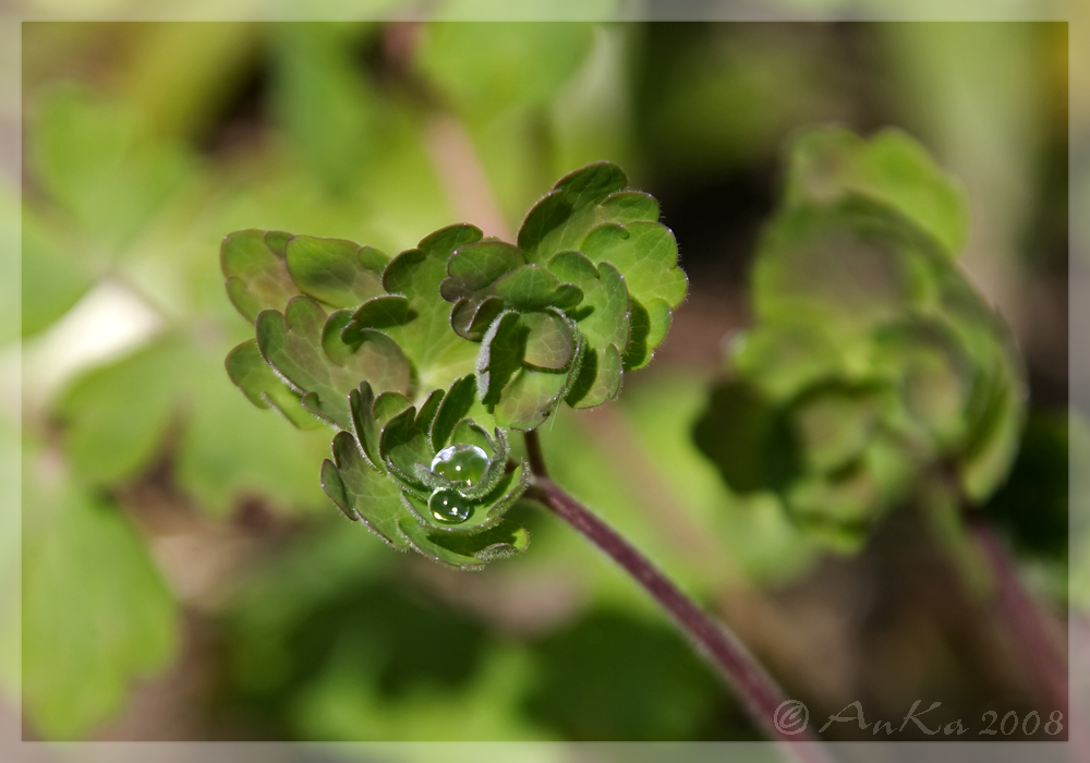 nach dem Regen...