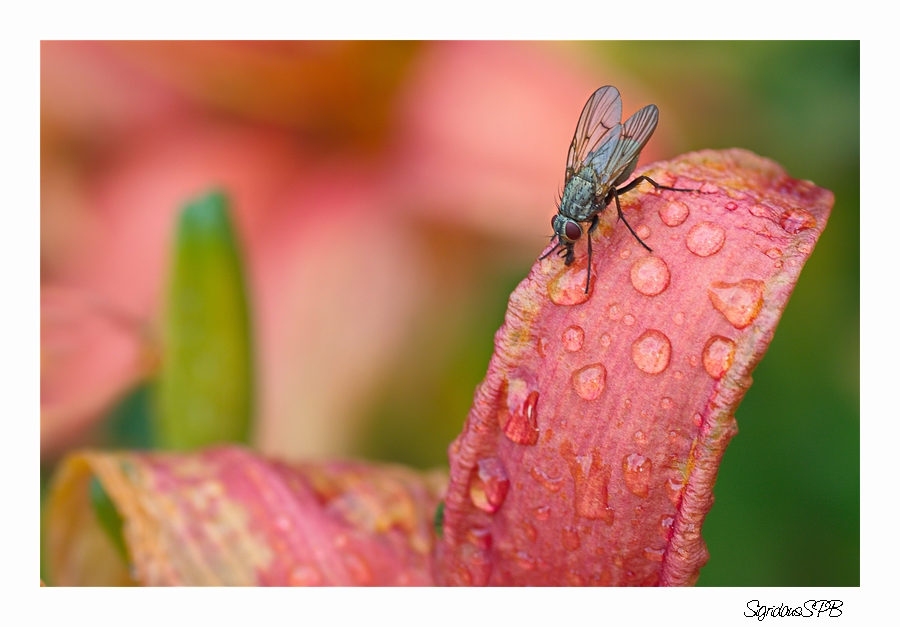 Nach dem Regen.....