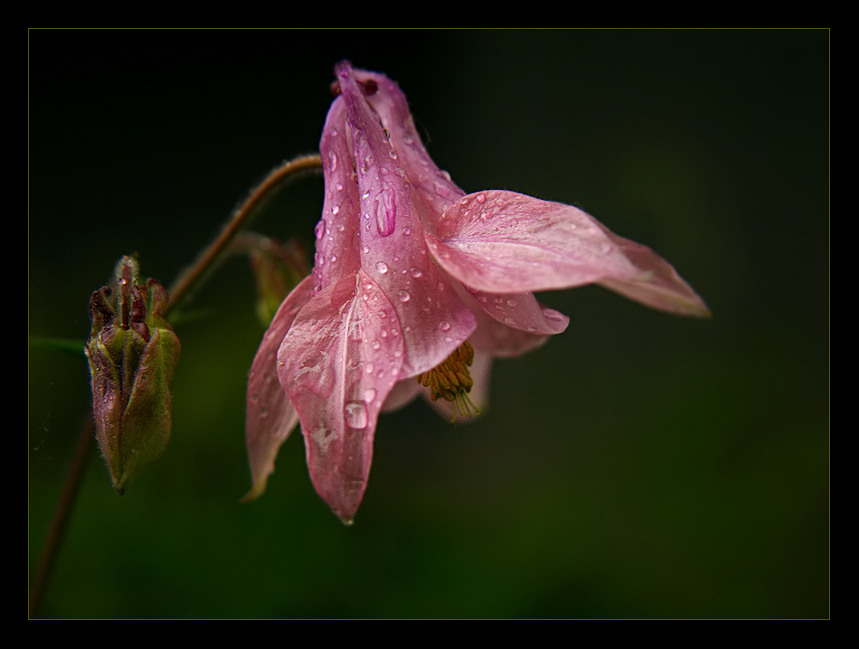 nach dem Regen