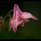 nach dem Regen