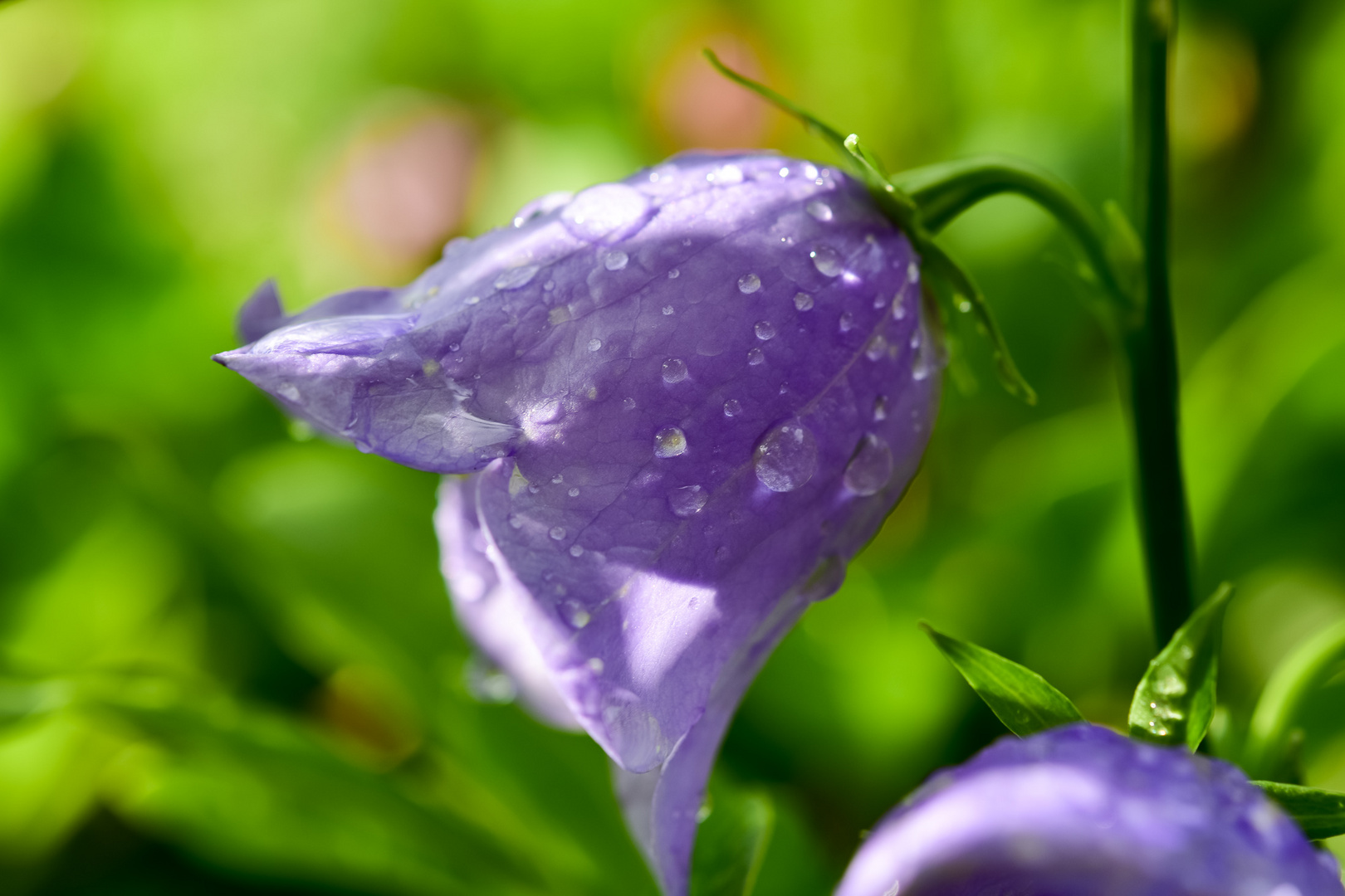 nach dem Regen