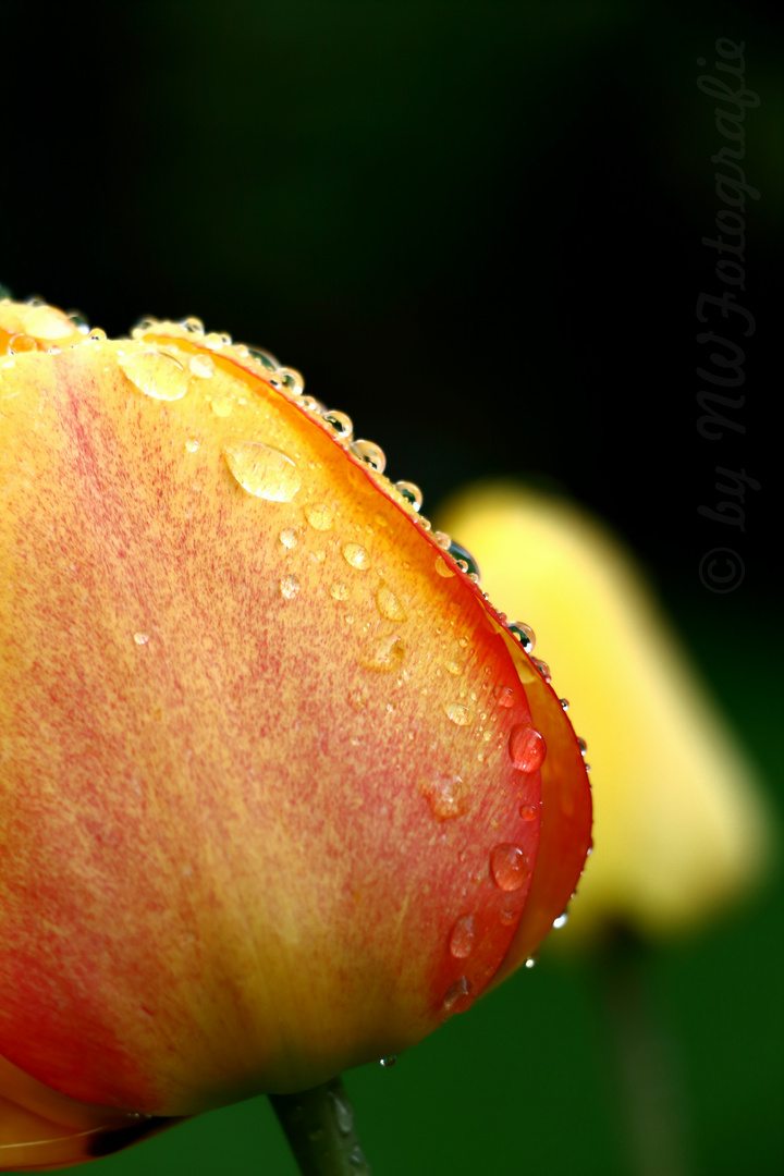 nach dem Regen