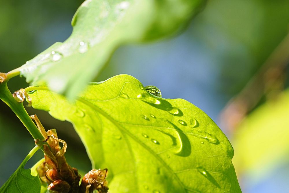 nach dem Regen von annika-n 