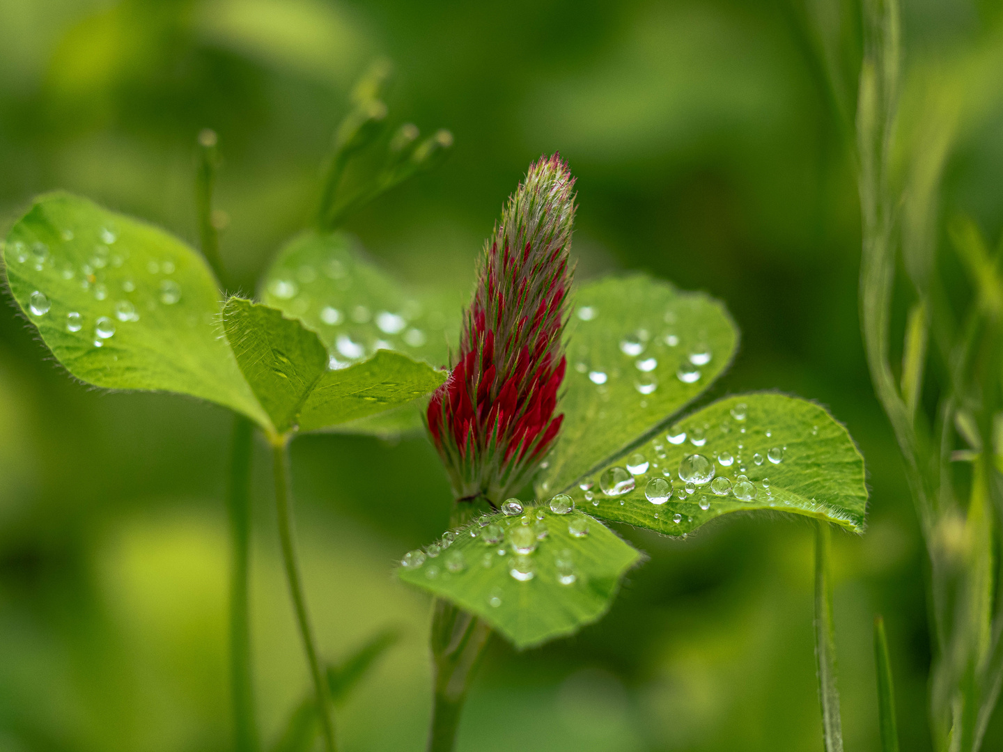 Nach dem Regen