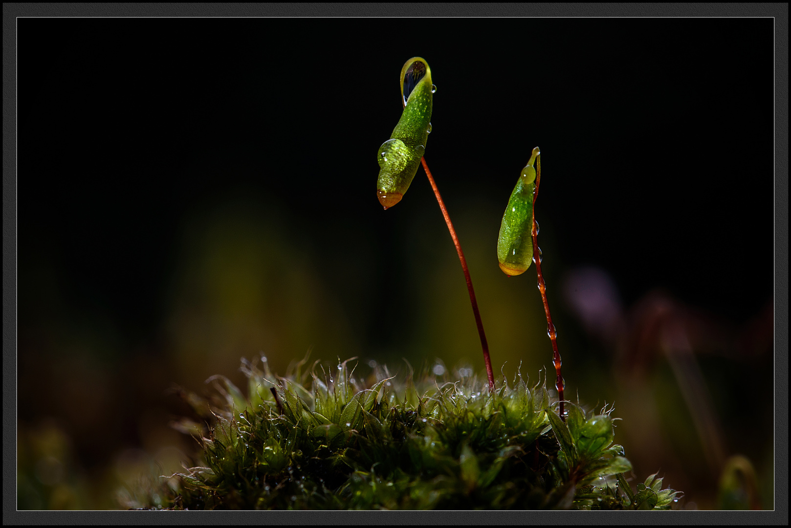 Nach dem Regen