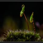 Nach dem Regen