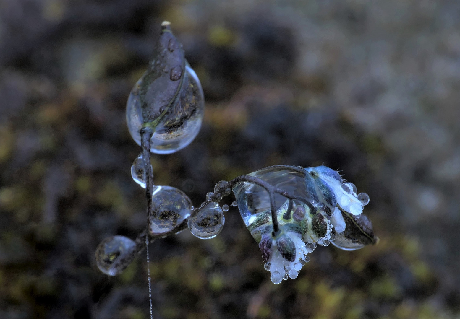 Nach dem Regen...