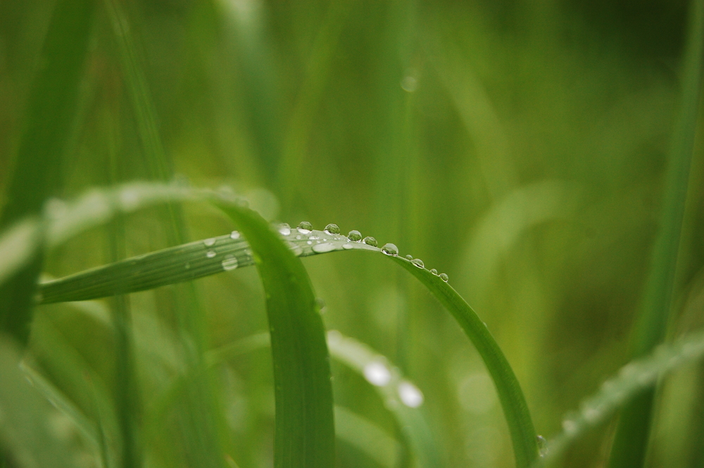 nach dem regen