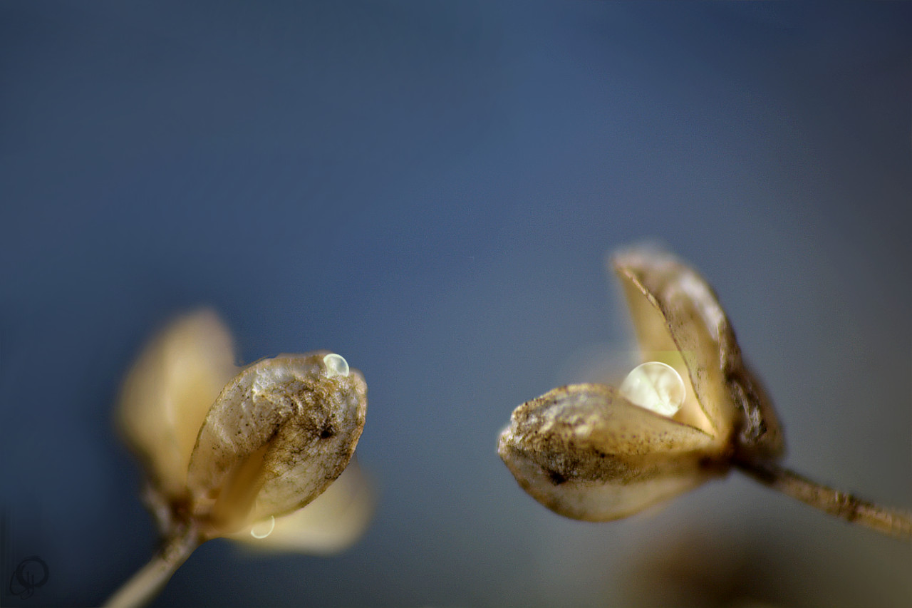 ... nach dem Regen ...