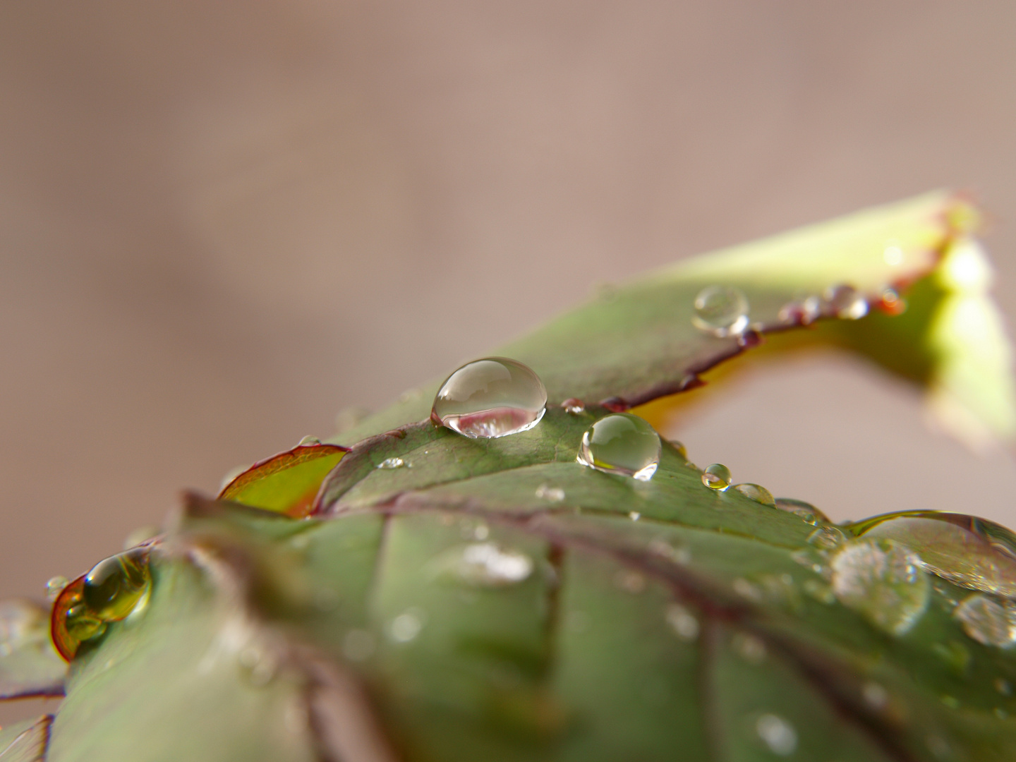 Nach dem Regen