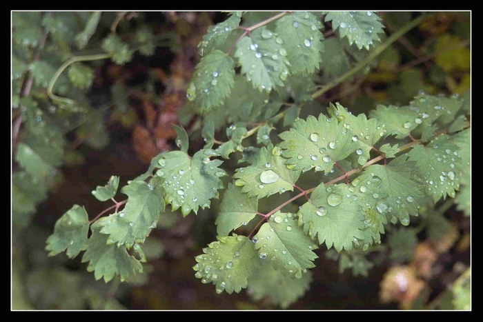 Nach dem Regen 5