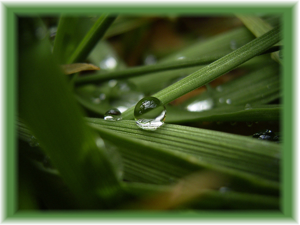 nach dem Regen ...