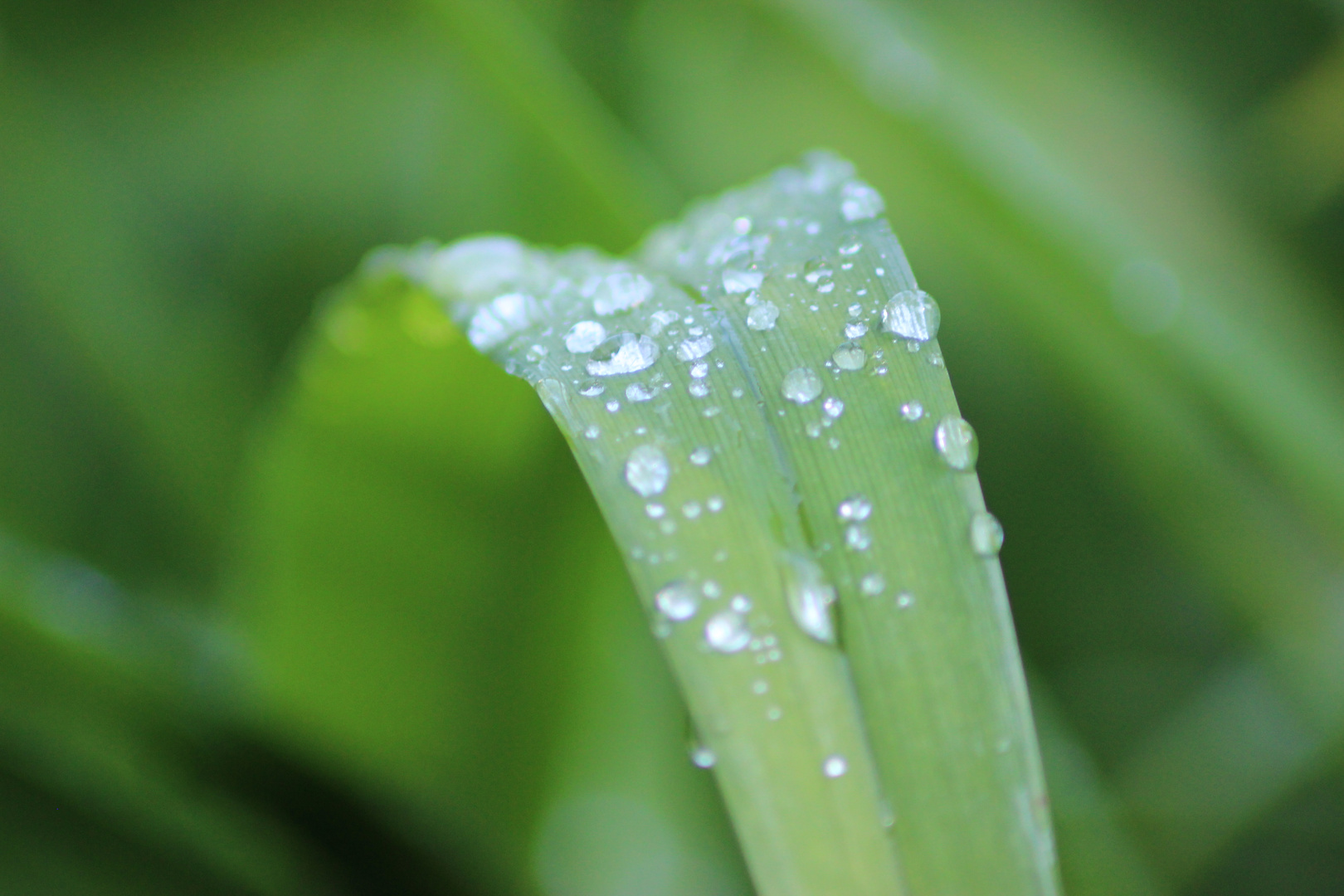 ...nach dem Regen....