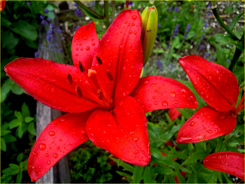 nach dem Regen