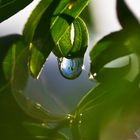 Nach dem Regen