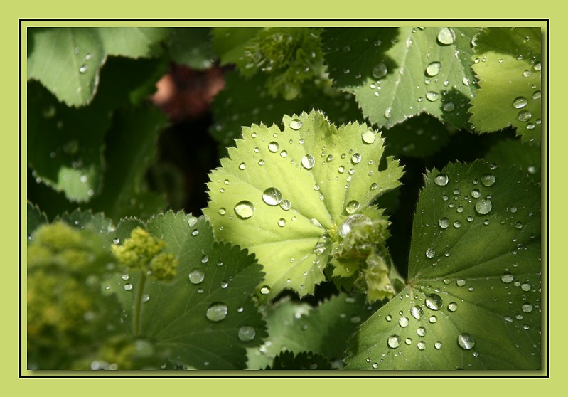 nach dem Regen...