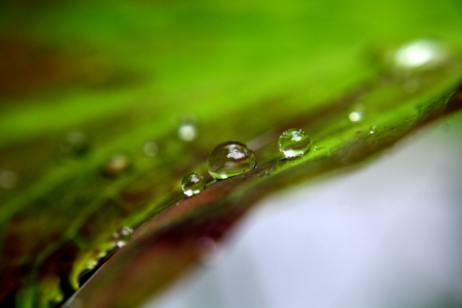 "..nach dem Regen.."