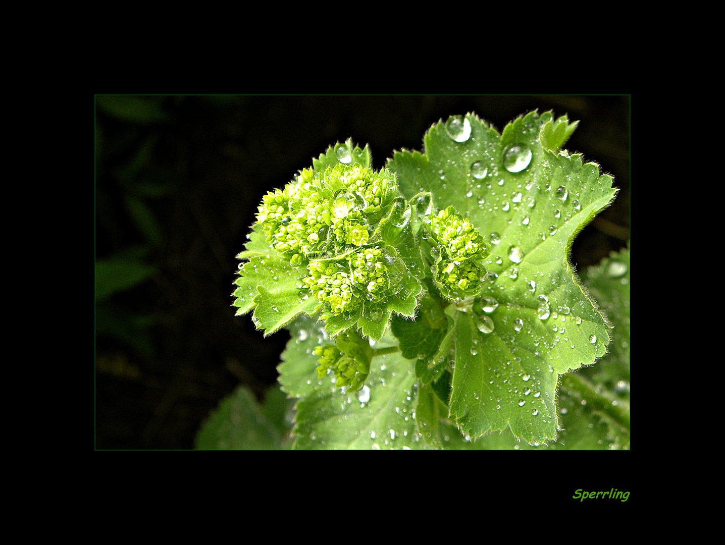 Nach dem Regen..................