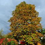 Nach dem Regen