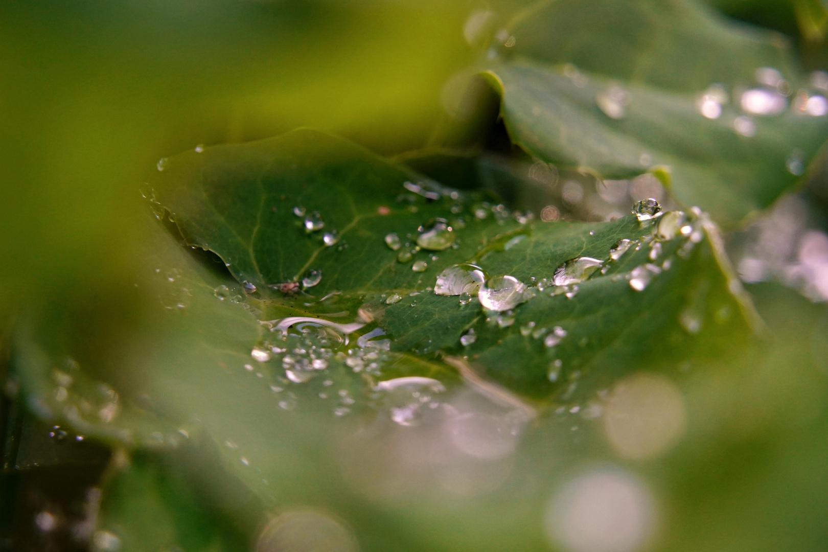 Nach dem Regen 