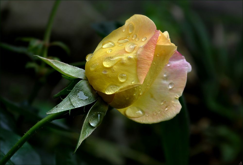 Nach dem Regen