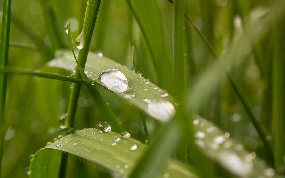 Nach dem Regen...