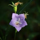 Nach dem Regen