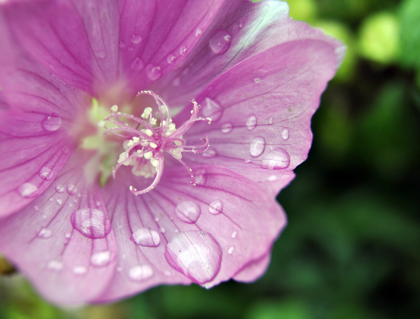 Nach dem Regen...