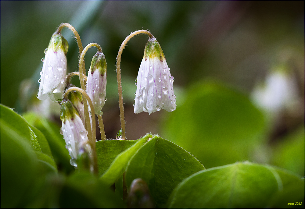 Nach dem Regen...