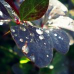 Nach dem Regen