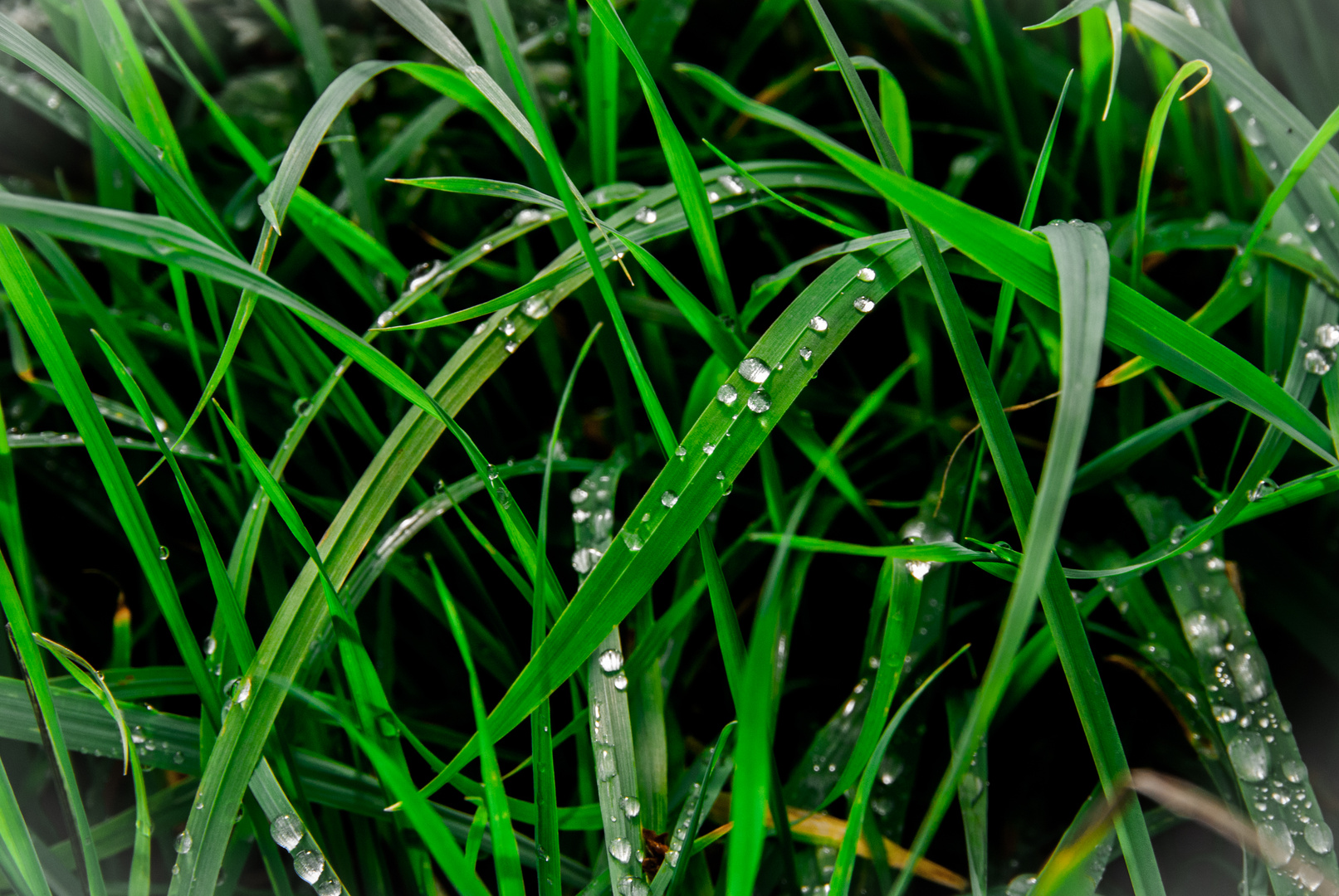 Nach dem Regen