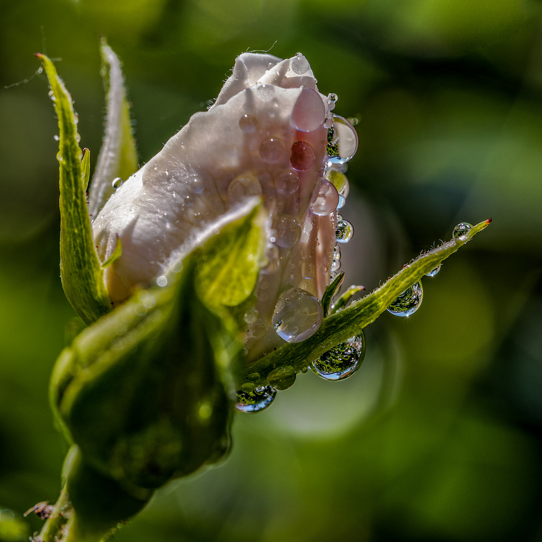 Nach dem Regen