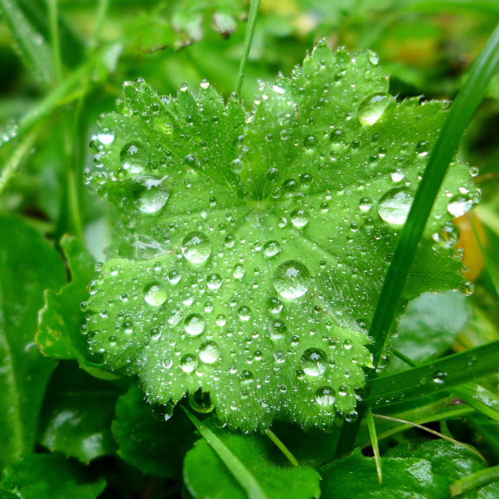 Nach dem Regen...