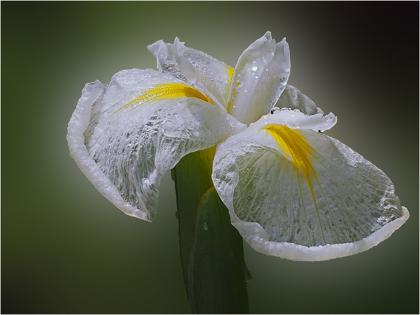  nach dem  Regen