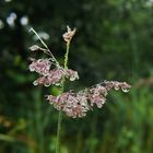 Nach dem Regen