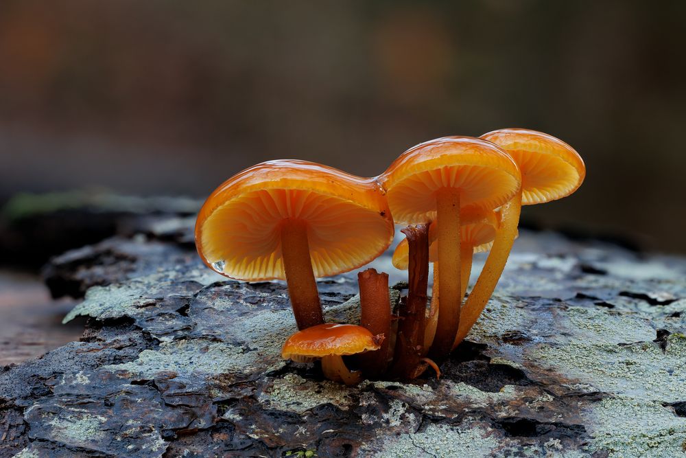 nach dem Regen Foto & Bild pflanzen, pilze & flechten, pilze & flechten, naturmakros Bilder